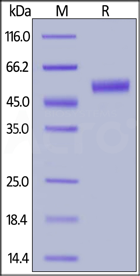 Biotinylated Human CTLA-4, Fc,Avitag (Cat. No. CT4-H82F3) SDS-PAGE gel