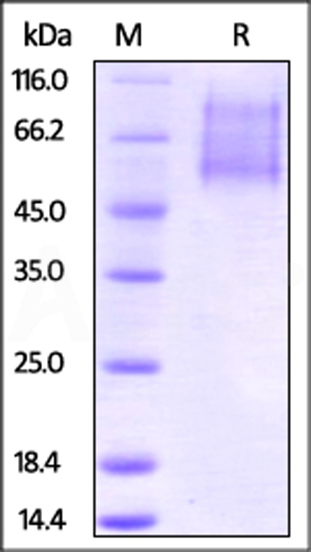 Biotinylated Human CX3CL1, His Tag, primary amine labeling (Cat. No. CX1-H8221) SDS-PAGE gel