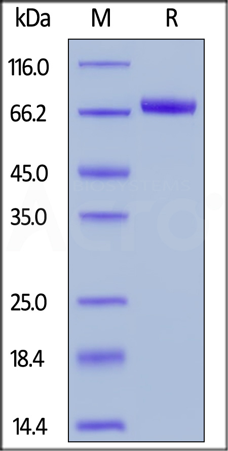 Biotinylated Human Dkk-1, Fc,Avitag (Cat. No. DK1-H82F5) SDS-PAGE gel