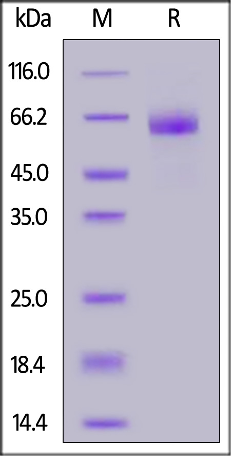 Human DLL4, His Tag (Cat. No. DL4-H5227) SDS-PAGE gel