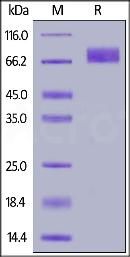 Human DNAM-1, Fc Tag (Cat. No. DN1-H5257) SDS-PAGE gel