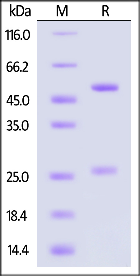 Monoclonal Anti-DNP antibody, Human IgG1 (N297A) Isotype Control (Cat. No. DNP-MB273) SDS-PAGE gel