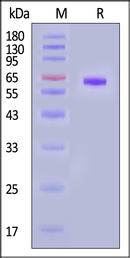 Human Ephrin-A3, Fc Tag (Cat. No. EA3-H5258) SDS-PAGE gel
