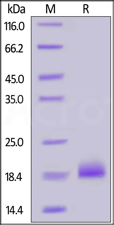 Human Ephrin-A4, His Tag (Cat. No. EA4-H5229) SDS-PAGE gel