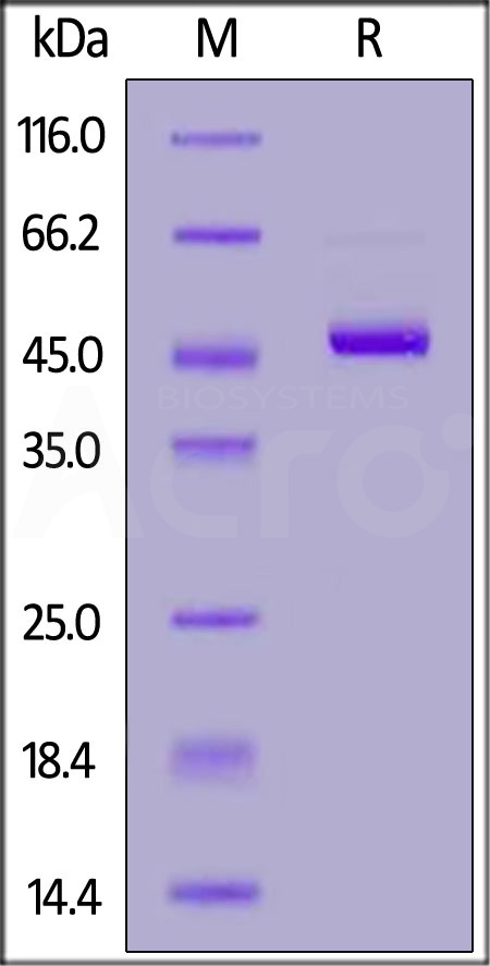 Human Ephrin-A4, Fc Tag (Cat. No. EA4-H5250) SDS-PAGE gel