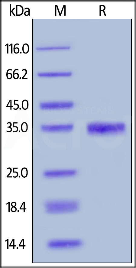 Human EGF, Mouse IgG2a Fc Tag (Cat. No. EGF-H525b) SDS-PAGE gel