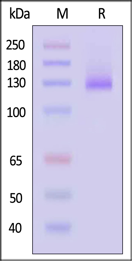 Human EGF R, Fc Tag (Cat. No. EGR-H5252) SDS-PAGE gel