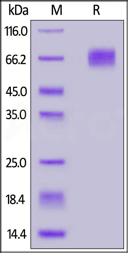 Biotinylated Human EGFRvIII, Avitag,His Tag (Cat. No. EGR-H82E0) SDS-PAGE gel