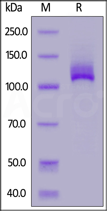 Biotinylated ENPP3, His,Avitag (Cat. No. EN3-H82E5) SDS-PAGE gel