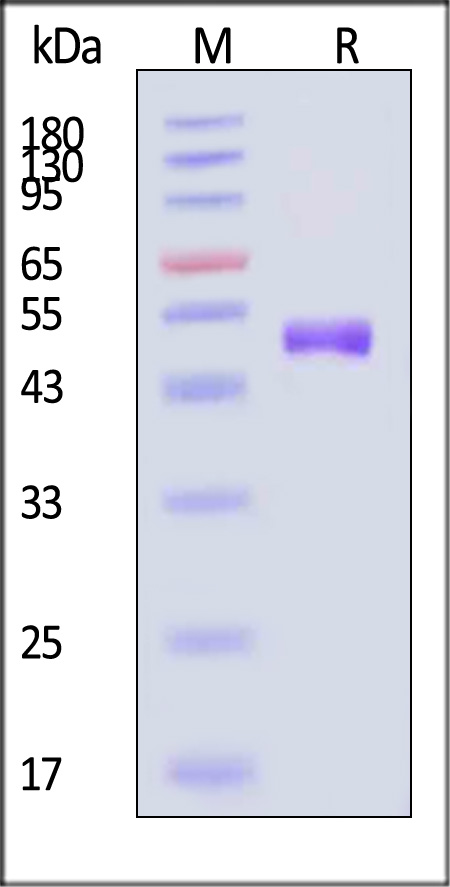Envelope protein E (JEV) SDS-PAGE