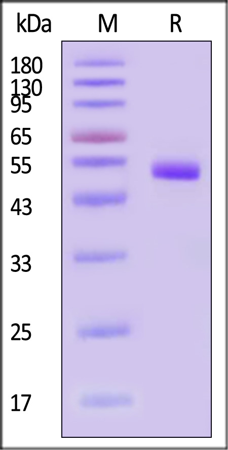 Envelope protein E (TBEV) SDS-PAGE