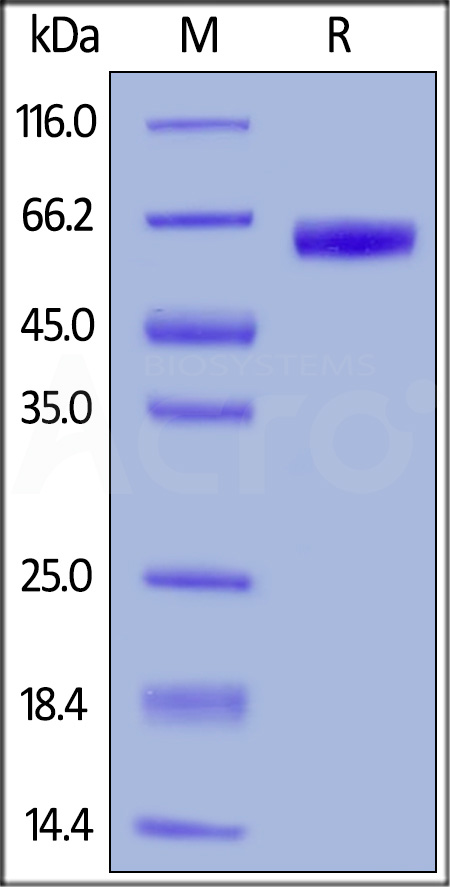 Human EpCAM, Fc Tag (Cat. No. EPM-H5254) SDS-PAGE gel