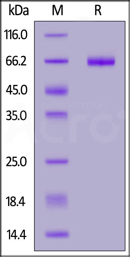 Human EpCAM, Llama IgG2b Fc Tag (Cat. No. EPM-H5259) SDS-PAGE gel