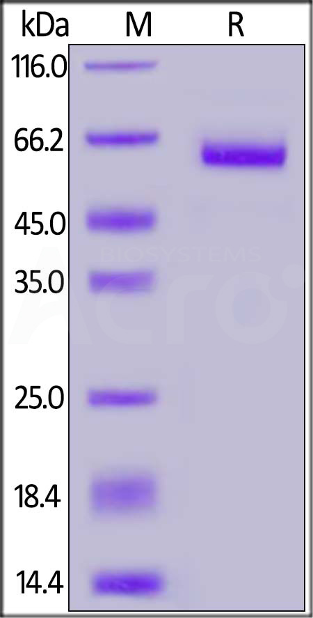Biotinylated Human EpCAM, Fc Tag (Cat. No. EPM-H8254) SDS-PAGE gel