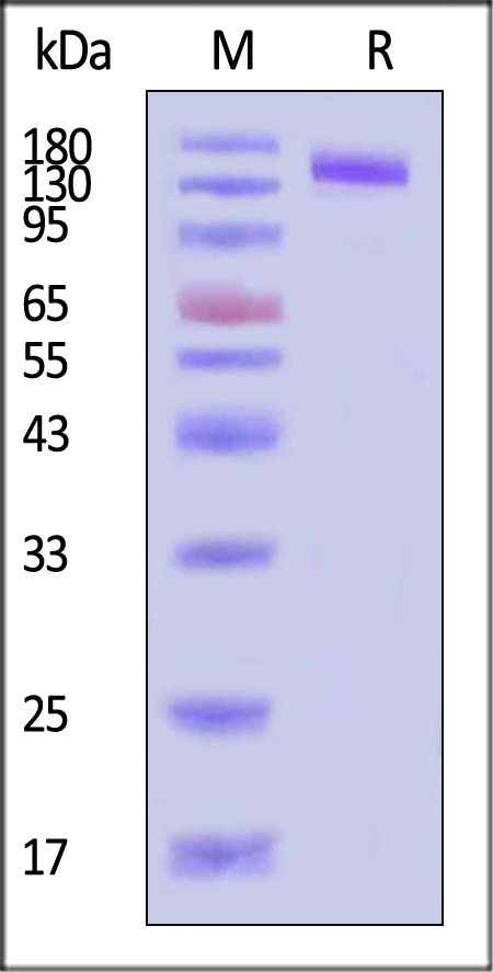 Human ErbB3, Fc Tag (Cat. No. ER3-H5259) SDS-PAGE gel
