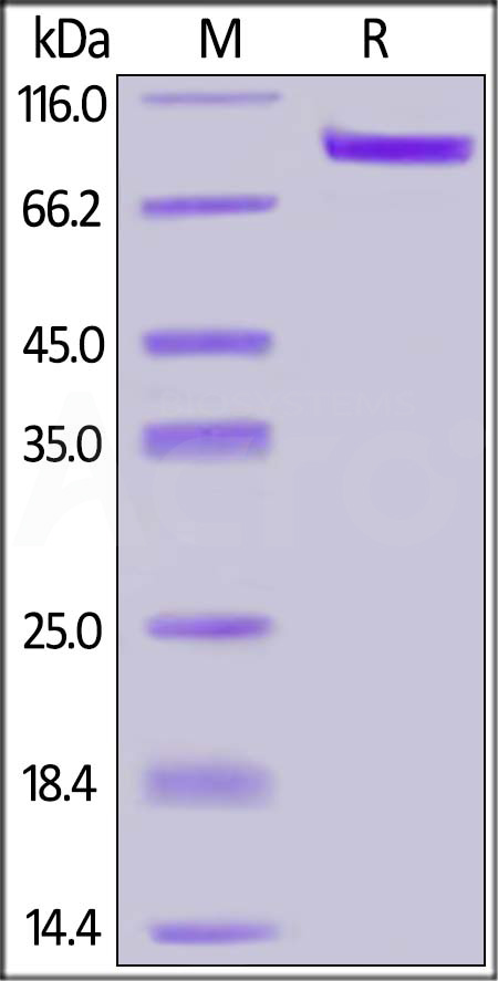 Human ErbB3, Strep Tag (Cat. No. ER3-H5288) SDS-PAGE gel
