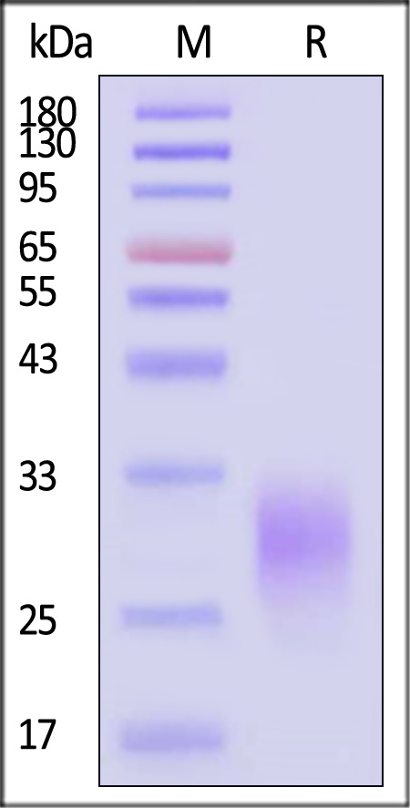 Human Fas Ligand, His Tag, active trimer (Cat. No. FAL-H5241) SDS-PAGE gel