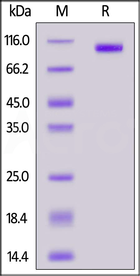 Biotinylated Human FAP Protein, His,Avitag (Cat. No. FAP-H82Q6) SDS-PAGE gel