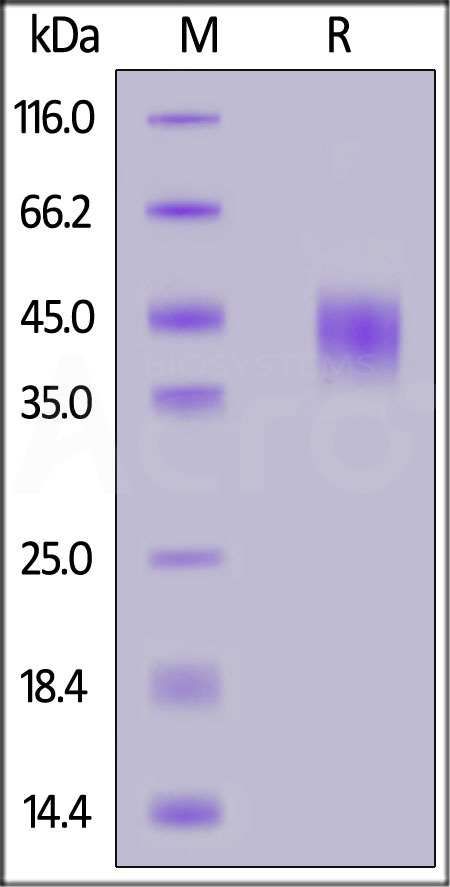 Biotinylated Mouse CD16, His,Avitag (Cat. No. FC6-M82E0) SDS-PAGE gel
