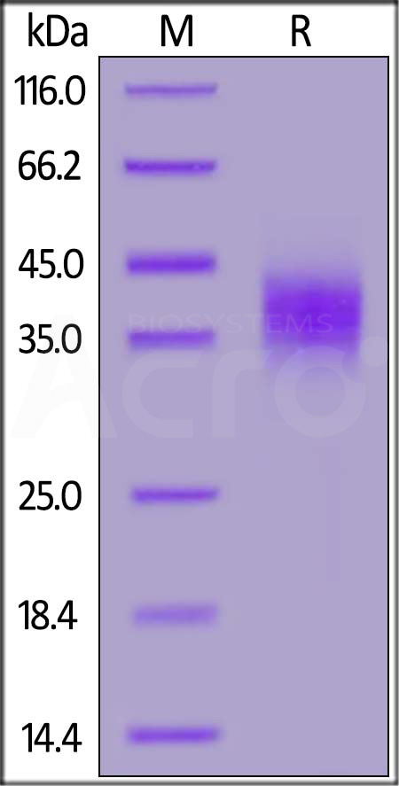 Rhesus macaque CD16, His Tag (Cat. No. FC6-R52H6) SDS-PAGE gel
