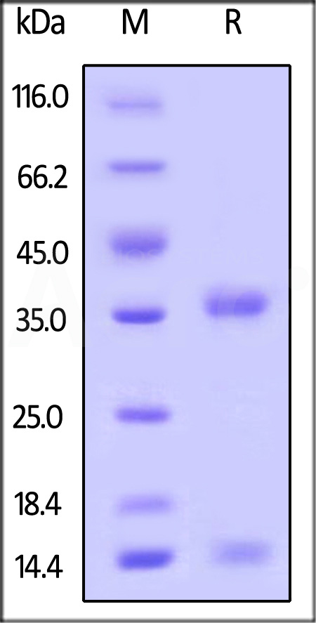 Cynomolgus / Rhesus macaque FCGRT&B2M Heterodimer Protein, His Tag&Strep II Tag (Cat. No. FCM-C5284) SDS-PAGE gel