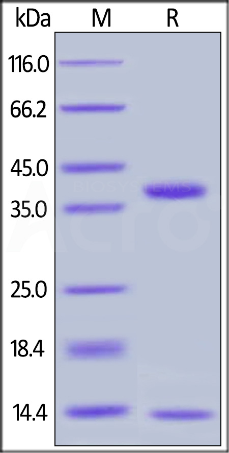 Biotinylated Human FCGRT&B2M Heterodimer Protein, Avitag,His Tag&Strep II Tag (Cat. No. FCM-H82W4) SDS-PAGE gel