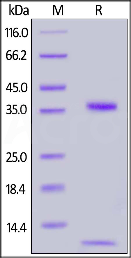 Biotinylated Human FCGRT&B2M Heterodimer Protein, His,Avitag (Cat. No. FCM-H82W7) SDS-PAGE gel