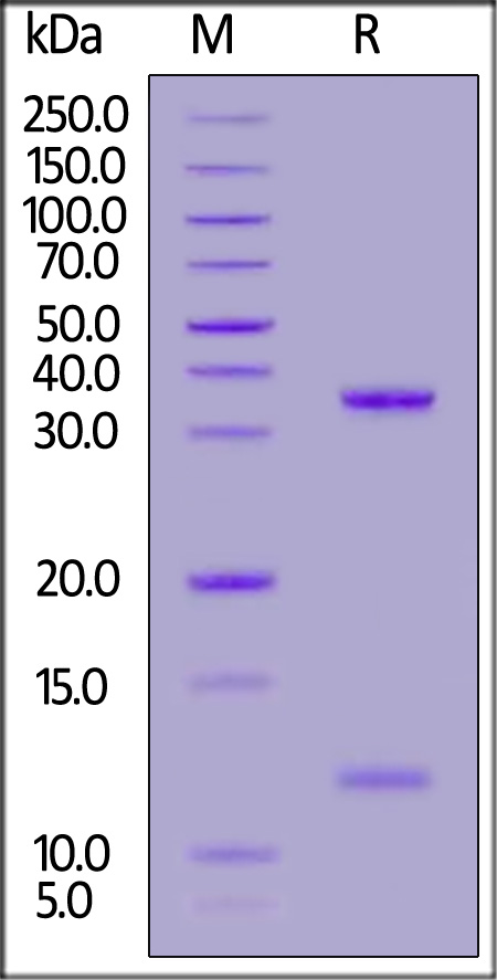 Biotinylated Rabbit FCGRT&B2M Heterodimer Protein, His,Avitag&Tag Free (Cat. No. FCM-R82W6) SDS-PAGE gel