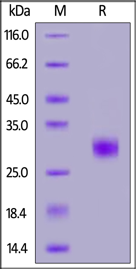 Biotinylated Human FGF-7, His,Avitag (Cat. No. FG7-H82E7) SDS-PAGE gel