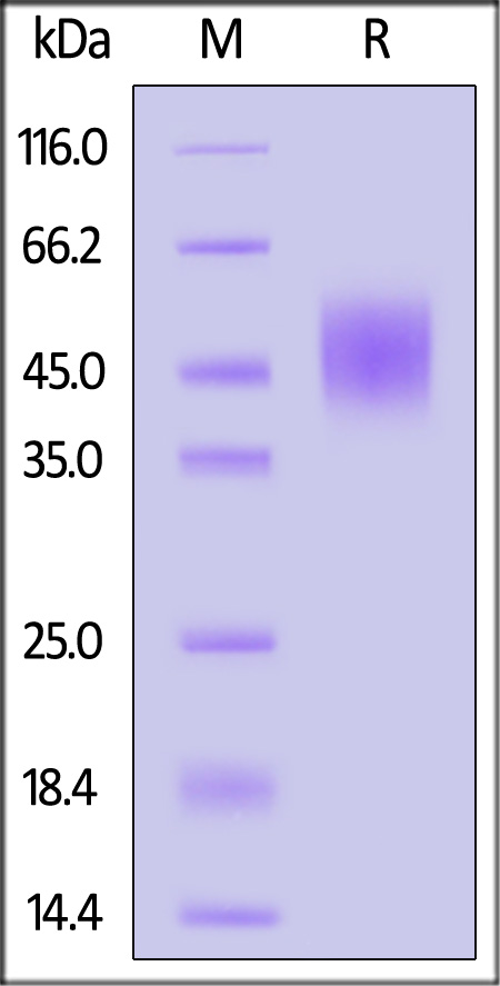 Cynomolgus FGFR2 (IIIb), His Tag (Cat. No. FGB-C52H6) SDS-PAGE gel