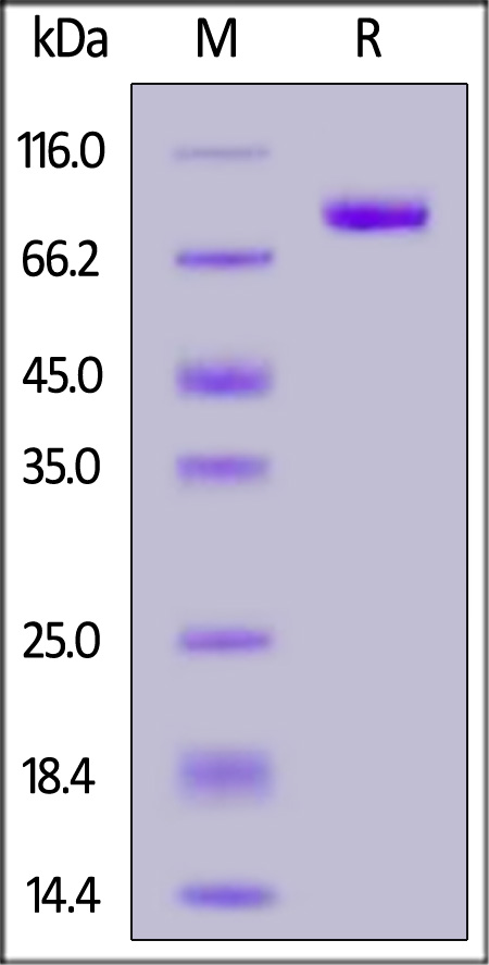 Human FGF R3 (IIIb), Fc Tag (Cat. No. FGB-H5259) SDS-PAGE gel