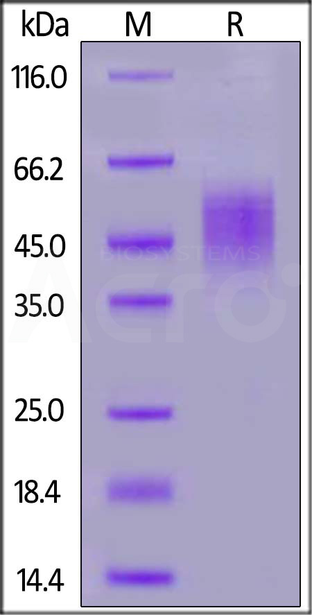 Mouse FGFR2 (IIIb), His Tag (Cat. No. FGB-M52H5) SDS-PAGE gel