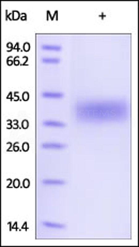 Human FOLR1, Strep Tag (Cat. No. FO1-H528b) SDS-PAGE gel