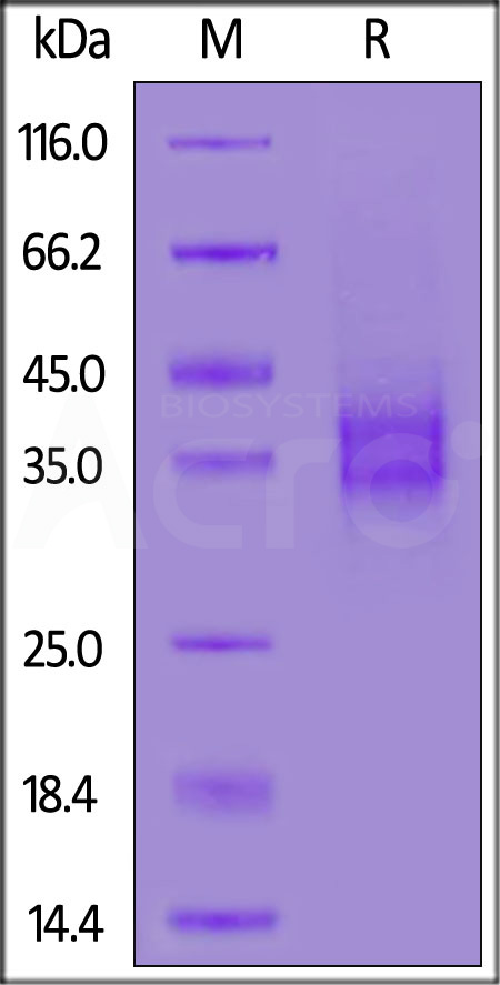 Biotinylated Mouse FOLR1, His,Avitag (Cat. No. FO1-M82E9) SDS-PAGE gel