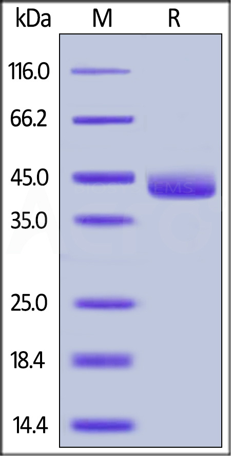 Mouse Galectin-4, His Tag (Cat. No. GA4-M5247) SDS-PAGE gel