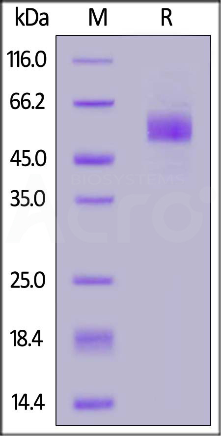 Mouse GCGR, Fc Tag (Cat. No. GCR-M5254) SDS-PAGE gel