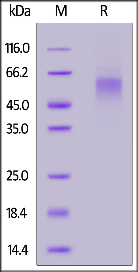 Cynomolgus GFR alpha-like, His Tag (Cat. No. GFA-C52H6) SDS-PAGE gel