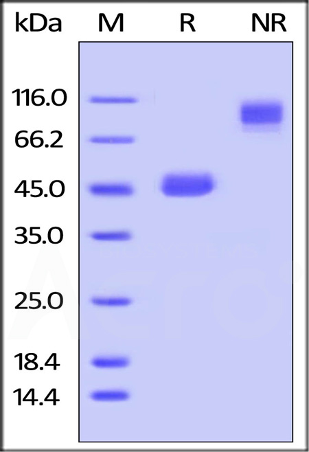 Mouse GITR Ligand, Fc Tag (Cat. No. GIL-M526x) SDS-PAGE gel