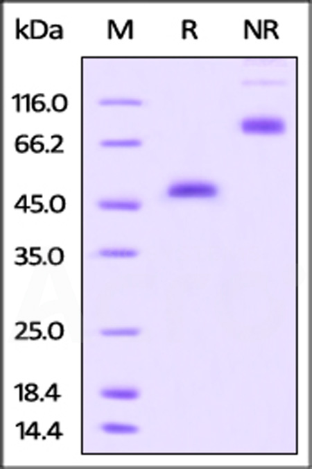 Rhesus macaque GITR, Fc Tag (Cat. No. GIR-C5255) SDS-PAGE gel