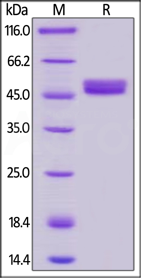 Human GITR Protein, Mouse IgG2a Fc Tag (Cat. No. GIR-H525a) SDS-PAGE gel