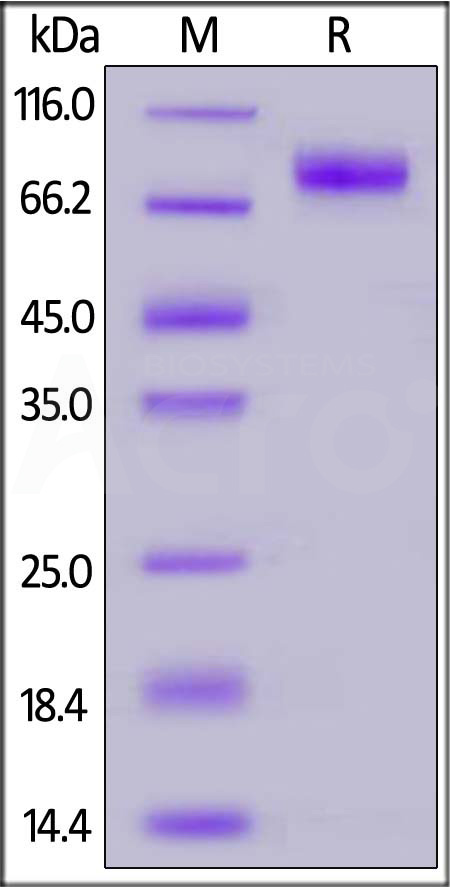 Glycoprotein (NiV, HeV) SDS-PAGE