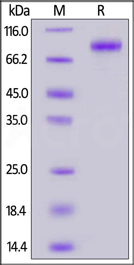 Glycoprotein (NiV, HeV) SDS-PAGE