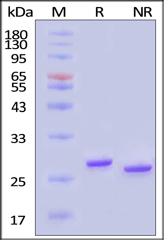 Nuclease SDS-PAGE
