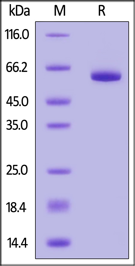 Human Glypican 1 (S486A, S488A, S490A), His Tag (Cat. No. GP1-H52H8) SDS-PAGE gel