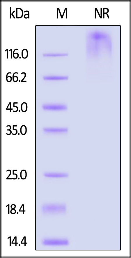 Human Glypican 2, Fc Tag (Cat. No. GP2-H5255) SDS-PAGE gel
