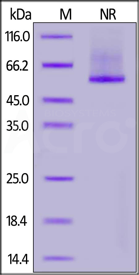 Rhesus macaque Glypican 2, His Tag (Cat. No. GP2-R52H9) SDS-PAGE gel