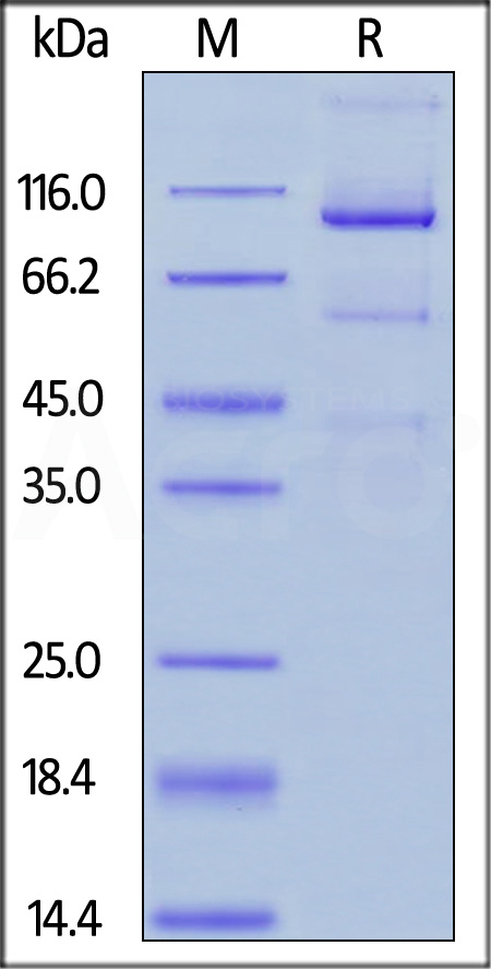 FITC-Labeled Human Glypican 3, Fc Tag (Cat. No. GP3-HF258) SDS-PAGE gel