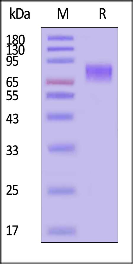 Biotinylated Human GUCY2C, His,Avitag (Cat. No. GUC-H82E9) SDS-PAGE gel