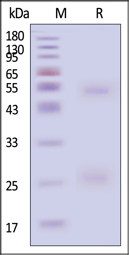 Hemagglutinin (HA) SDS-PAGE