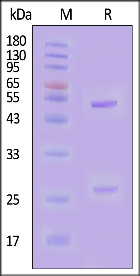 Hemagglutinin 1 (HA1) SDS-PAGE